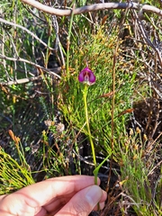 Disperis capensis