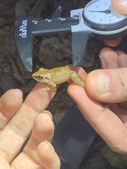 Pristimantis reichlei