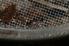 Quedius fumatus