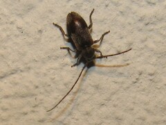 Exocentrus punctipennis