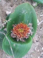 Daubenya zeyheri