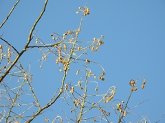 Styphnolobium