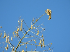 Styphnolobium