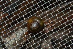 Oxychilus navarricus