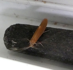 Insecta