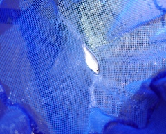 Paratanakia himantegus