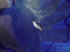 Paratanakia himantegus