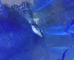 Paratanakia himantegus