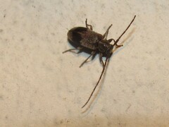 Exocentrus punctipennis