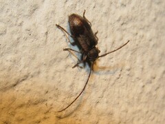 Exocentrus punctipennis