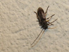 Exocentrus punctipennis