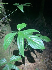Philodendron quinquelobum