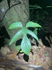 Philodendron quinquelobum
