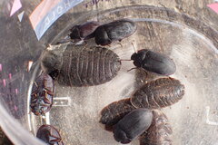 Pterohelaeus peltatus