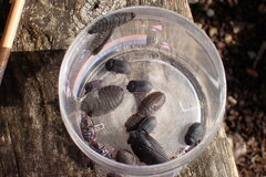 Pterohelaeus peltatus