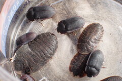 Pterohelaeus peltatus