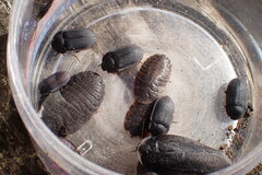 Pterohelaeus peltatus