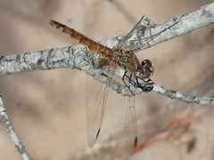 Trithemis annulata