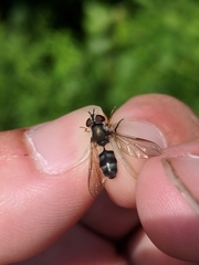 Leucozona xylotoides