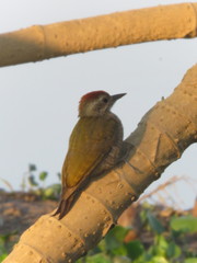 Dryobates passerinus