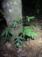 Philodendron quinquelobum