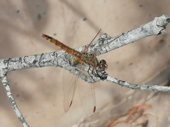 Trithemis annulata