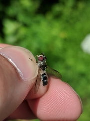 Leucozona xylotoides