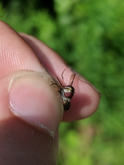 Leucozona xylotoides
