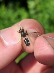 Leucozona xylotoides