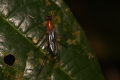 Eurybatinae