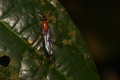 Eurybatinae