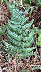 Dryopteris fructuosa