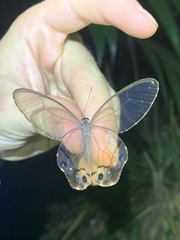 Haetera piera