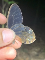 Haetera piera
