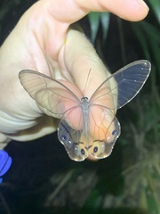 Haetera piera