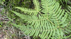 Pteridium aquilinum wightianum