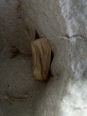 Mythimna pallens