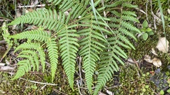 Pteridium aquilinum wightianum