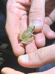 Pristimantis reichlei