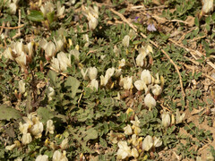 Astragalus scaberrimus