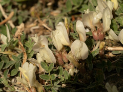 Astragalus scaberrimus