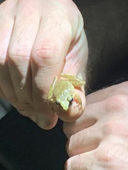 Pristimantis reichlei