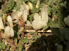 Astragalus scaberrimus
