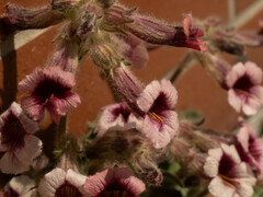 Rehmannia glutinosa