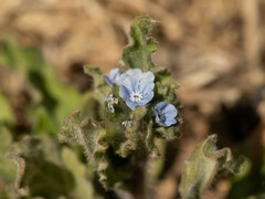 Bothriospermum chinense
