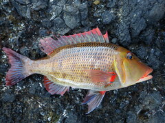 Lethrinus miniatus