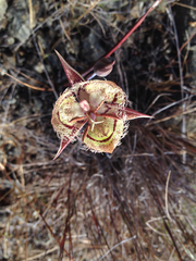 Calochortus tiburonensis