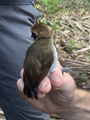 Myrmoborus leucophrys