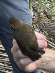 Myrmoborus leucophrys