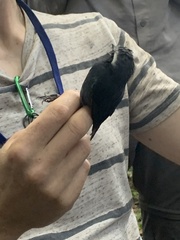 Myrmoborus leucophrys